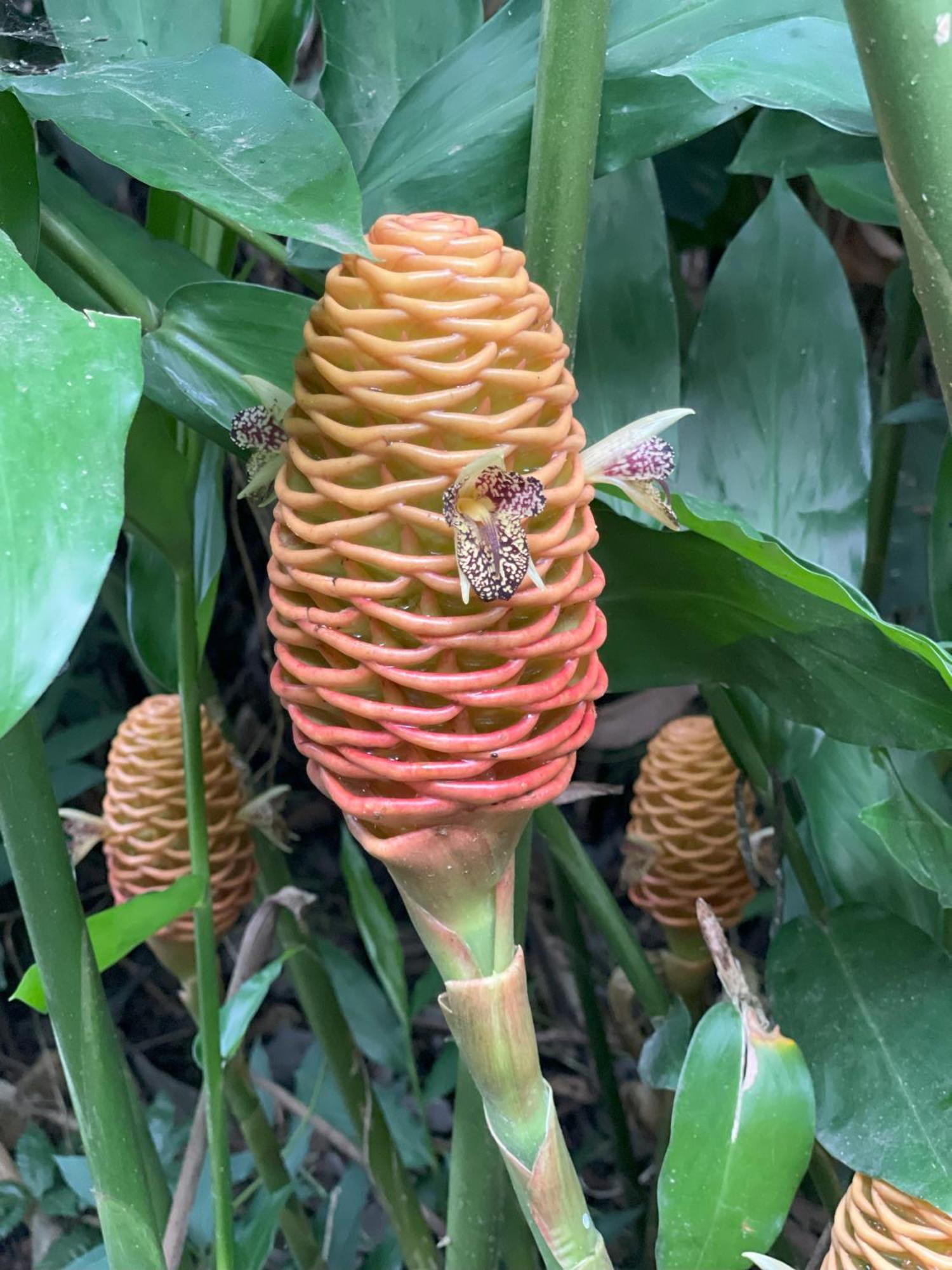 Kakao Lodge & Garden Rio Celeste Bijagua Bagian luar foto